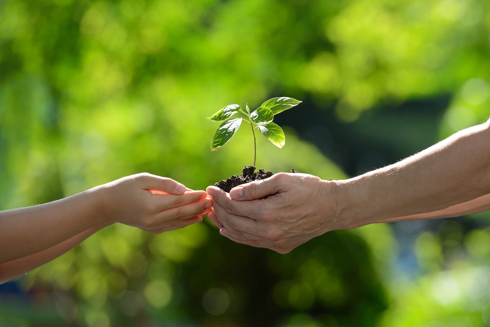 Plant trees